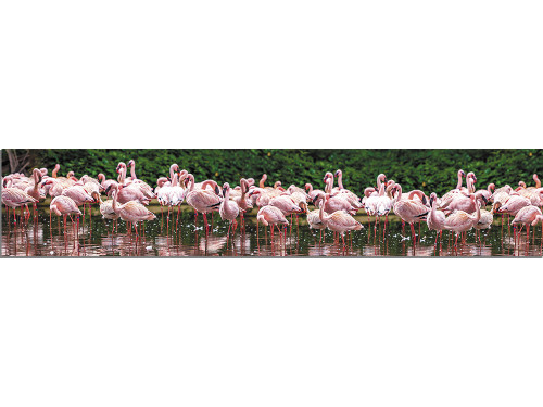Животные 4 Фламинго